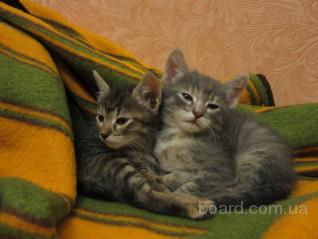 ","www.board.com.ua