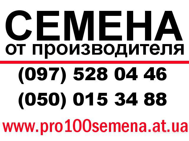 13 видов гибридов подсолнечника пионер и сингента: описание с названиями Какие выбрать семена подсолнечника - сингента, пионер, ясон и др
