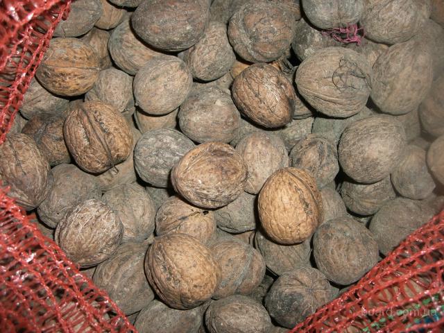 Продам : Орех грецкий 100кг. продам.