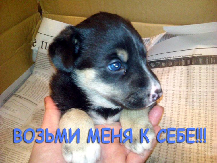 Кроха оказался полностью здоровым