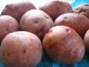 Продам картофель