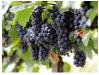 ПРОДАМ ВИНОГРАД