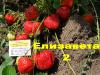 Продажа саженцев