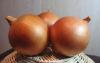 продам лук