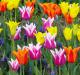 Тюльпаны, лилии