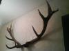 продам рога оленя