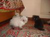 персидские котята