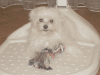 Найдёте на dogblog.ru