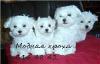 Найдёте на dogblog.ru