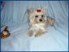 Найдёте на dogblog.ru
