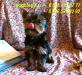 Найдёте на dogblog.ru