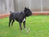 Cane-Corso -супер девочки.Редкого окраса.Ксу