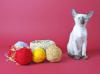 Кошки  королевства  Сиам