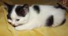 Котята Скоттиш-страйт