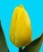ПРОДАМ ТЮЛЬПАН!!!