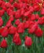 ПРОДАМ ТЮЛЬПАН!!!