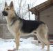 Продам подрощенных щенков восточно-европейской овчарки