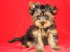 Щенки йоркширского терьера