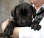 Продается перспективный щенок кане-корсо