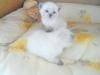 котики шатландские