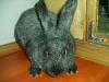 Продам кроликов мясных пород