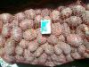 Продаю посадочный картофель