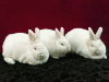Продам кроликов