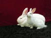 Продам кроликов