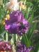 Продам Ирисы