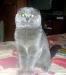 Скоттиш фолд