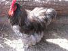 Голубой орпингтон окольцованный (Срочно)