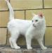 Белоснежная кошка в хорошие руки!