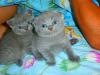 продам британских котят
