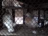 голуби лимонные