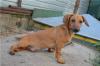 Отдам в заботливые руки щенка таксы