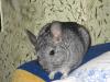 Продам шиншиллу
