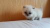 Продам Бирманских котят.