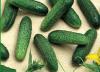 Продам огурцы