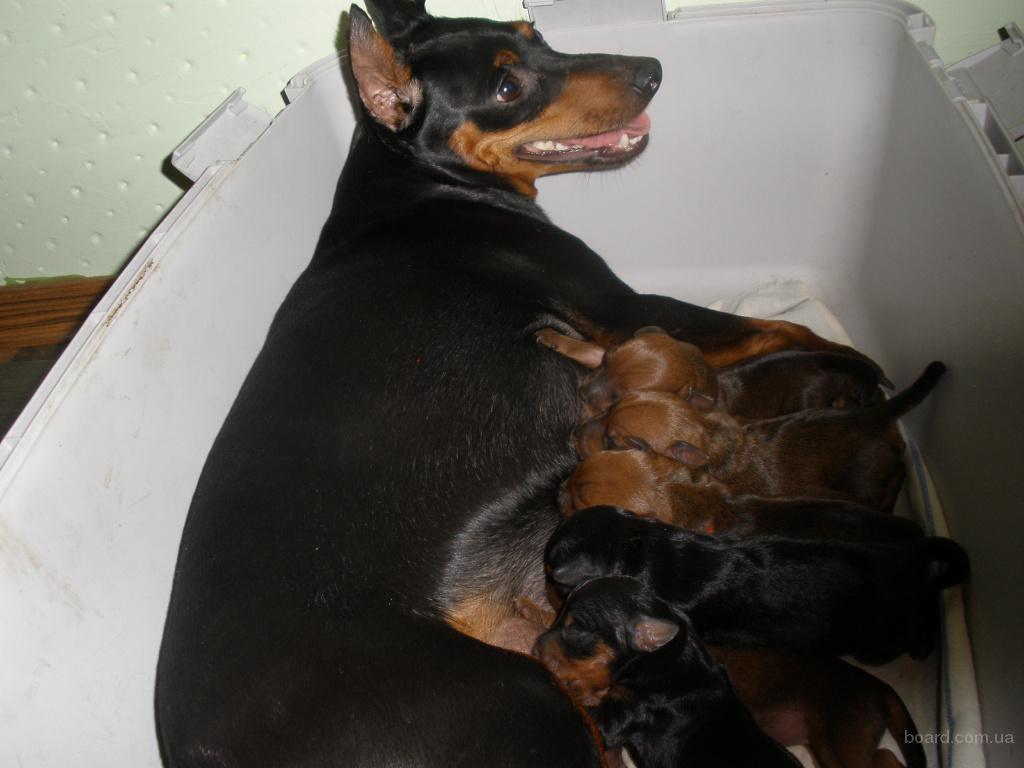 Цвергпинчер течка. Беременность цвергпинчера. беременный цвергпинчер.