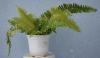 Папоротник вариегатный