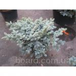 Ель, голубая ель, шаровидная ель, Glauca Globosa, голубая ель Киев ...