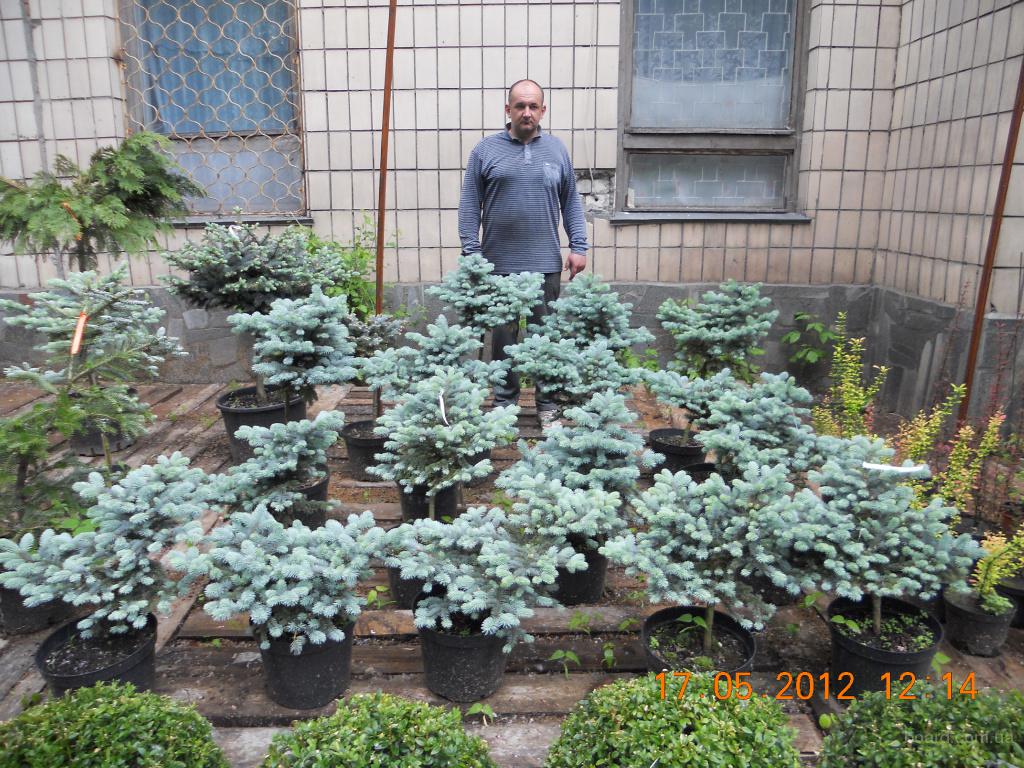 Ель, голубая ель, шаровидная ель, Glauca Globosa, голубая ель Киев ...