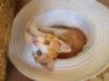Подарю котят