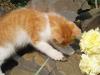Подарю котят