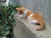 Подарю котят