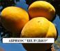 Абрикос  Шелудько
