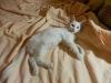 Ангорский котенок в дар