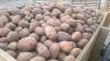 Продам картоплю