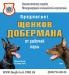 Щенки добермана