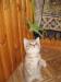 Шотландский котик